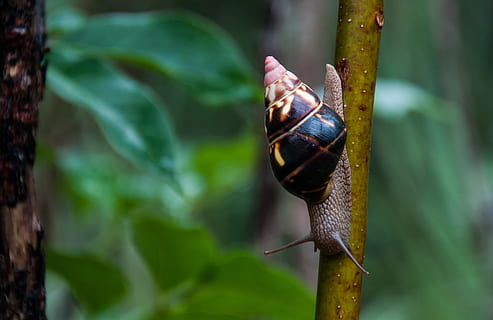 guscio di chiocciola, communis, sonda, Stati Uniti d'America, lumaca, conchiglia, Florida, un animale, temi animali, animali allo stato selvatico, fauna selvatica, natura, giorno, animale, invertebrato, avvicinamento, concentrarsi sulle conoscenze acquisite, gasteropode, mollusco, insetto, pianta, nessuno, all'aperto, colore verde, guscio di animale, strisciando, 2K, CC0, dominio pubblico, privo di copyright