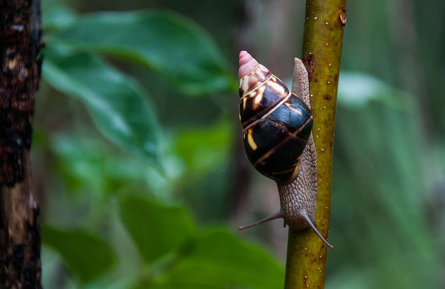 guscio di chiocciola, communis, sonda, Stati Uniti d'America, lumaca, conchiglia, Florida, un animale, temi animali, animali allo stato selvatico, fauna selvatica, natura, giorno, animale, invertebrato, avvicinamento, concentrarsi sulle conoscenze acquisite, gasteropode, mollusco, insetto, pianta, nessuno, all'aperto, colore verde, guscio di animale, strisciando, 2K