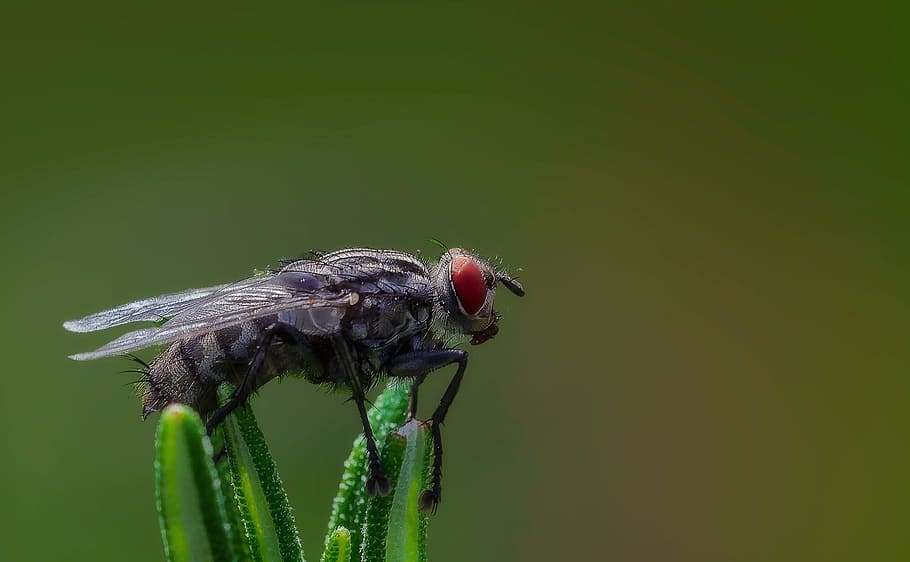 macro, nikon, d810, sigma, 150 mm, lazio, Itàlia, insecte, Moscou, naturalesa, castrocielo, colors, plantes, primavera, Parc Nacional, temes d'animals, animal, fauna animal, un animal, animals a la natura, color verd, invertebrat, primer pla, planta, cap gent, centrar-se en primer pla, part del cos dels animals, còpia espai, fons de colors, fons verd, ala dels animals, bellesa a la natura, ocell, a l'aire lliure, cap d’animals, ull d’animals, 1080P