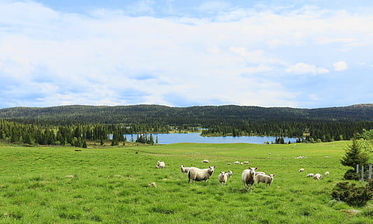 mayo, Cordero, verano, montaña, se derrumba, Himmel, Noruega, azul, agua, paisajes, noruego ackn, agricultura, cebo, rebaño, lana, puntos de vista, naturaleza, horizonte, prado, oveja, paisaje, hierba, pasto, escena rural, árbol, al aire libre, scenics, mamífero, ganado, temas de animales, animales domesticos, animal, nacional, mascotas, grupo de animales, nube - cielo, vertebrado, planta, campo, cielo, tierra, belleza en la naturaleza, nadie, herbívoro, 4K, CC0, dominio público, libre de derechos