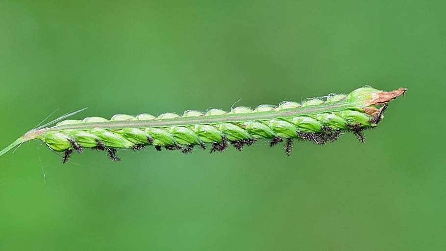 Příroda, zastavit, rostlin, západ slunce, pole, zelená, spike plevel, divoký, krajina, zeleniny, makro, květ, rostliny volně žijících živočichů, popředí, krása, podzim, list, plantáž, zelená barva, zvíře, zvířat, hmyz, bezobratlý, jednoho zvířete, zvířata ve volné přírodě, zelené pozadí, nikdo, detail, část těla zvířete, barevné pozadí, venku, zaměřit se na popředí, rostlina, saranče, kopie prostor, zobrazení profilu, 2K