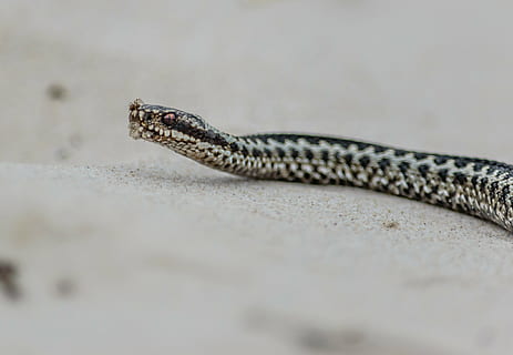 serpente, vipera, tossico, notter inferno, ragno, natura, rettile, fauna selvatica, un animale, temi animali, animale, animali allo stato selvatico, vertebrato, messa a fuoco selettiva, nessuno, avvicinamento, velenoso, parte del corpo animale, lucertola, giorno, segnale di pericolo, comunicazione, cartello, all'aperto, scala animale, testa di animale, bocca animale, aggressione, 4K, CC0, dominio pubblico, privo di copyright