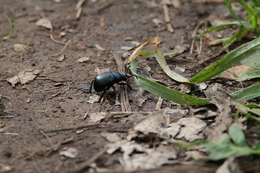 escarabajo, insectos, naturaleza, macro, animal, temas de animales, invertebrado, un animal, insecto, fauna animal, animales en la naturaleza, enfoque selectivo, nadie, tierra, de cerca, día, campo, vista de alto ángulo, de color negro, suciedad, al aire libre, zoología, 5K