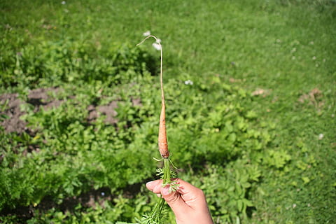 gulerod, rod, grøntsag, frisk, rå, lille bitte, lille, orange, have, planter, menneskelig hånd, plante, bedrift, hånd, menneskelig kropsdel, en person, fokus på forgrunden, grøn farve, friskhed, dag, natur, vækst, personlige perspektiv, rigtige mennesker, mad, livsstil, uigenkendelig person, sund kost, udendørs, finger, 2K, CC0, offentligt domæne, royaltyfrie