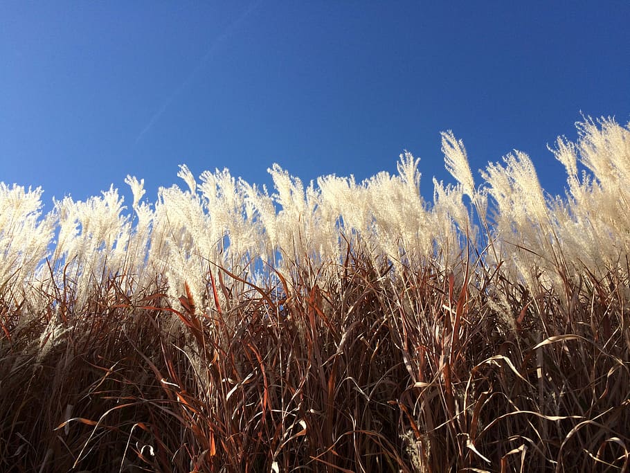 herba, hivern, cel blau, Midwest, cel, blau, paisatge, medi ambient, rural, país, a l'aire lliure, herbes, llum solar, naturalesa, agricultura, planta de cereals, creixement, camp, cultiu, planta, bellesa a la natura, tranquil·litat, cap gent, dia, cel clar, terra, còpia espai, vista d’angle baix, escena rural, tija, 2K