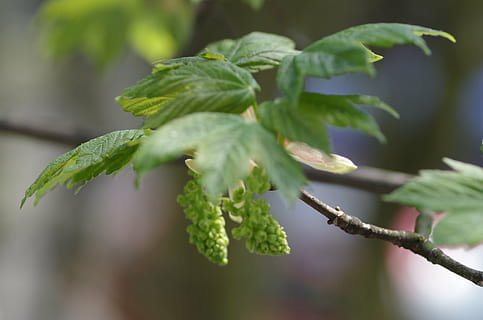 maple, pohon, Daun-daun, musim semi, biji, hijau, menanam, pertumbuhan, daun, bagian tanaman, keindahan di alam, merapatkan, warna hijau, alam, fokus pada latar depan, tidak ada orang, hari, kesegaran, fokus selektif, di luar rumah, cabang, bunga, kerentanan, kerapuhan, ranting, 4K, CC0, domain publik, bebas royalti