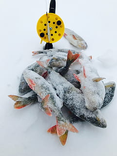 vinter, fisk, abbor, snø, kaldtemperatur, ingen folk, nærbilde, dyr, natur, hvit farge, feiring, høy vinkel visning, innendørs, mat, mat og Drikke, stilleben, snømann, dyre temaer, ferie, studio skudd, kunst og Håndverk, 1080P, CC0, offentlig domene, opphavsrett gratis