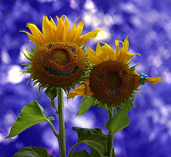 Sonnenblume, zwei, Paar, lustig, Liebe, Blume, blühende Pflanze, Pflanze, Blütenkopf, Frische, Schönheit in der Natur, Blütenstand, Wachstum, Nahansicht, Blütenblatt, Verletzlichkeit, Zerbrechlichkeit, Pollen, Natur, Gelb, keine Leute, Fokus auf den Vordergrund, Pflanzenteil, draußen, lila, Gartenarbeit, Kelchblatt, 2K, CC0, gemeinfrei, lizenzfrei