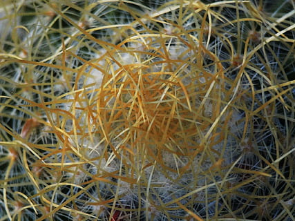 cactus, sting, prickly, plant, close-up, no people, full frame, nature, day, selective focus, dry, beauty in nature, growth, backgrounds, grass, outdoors, fragility, vulnerability, succulent plant, twig, animal nest, high angle view, complexity, tangled, 1080P, CC0, public domain, royalty free