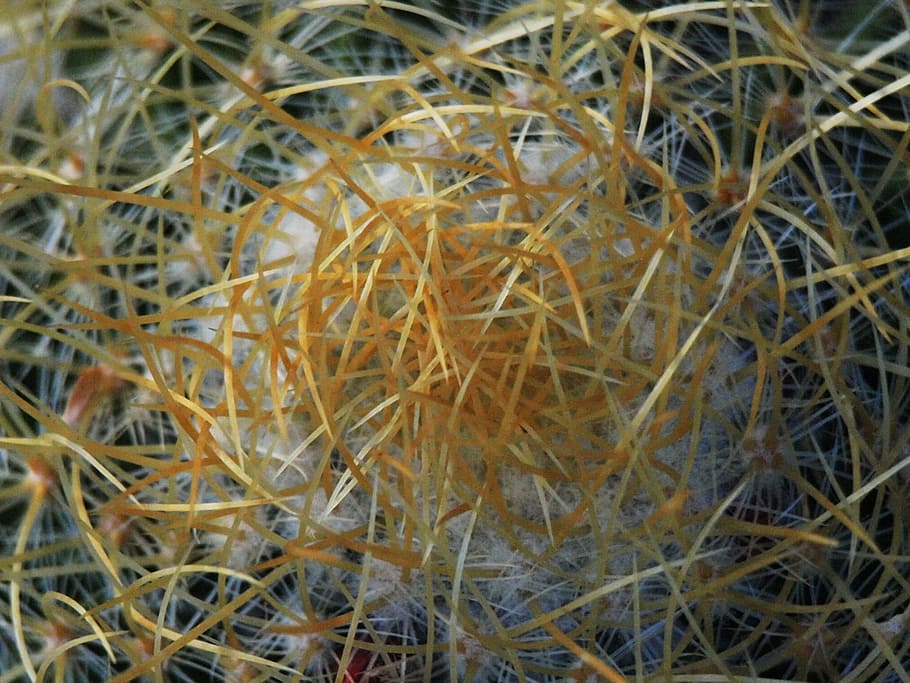 kaktus, bodnutí, pichlavý, rostlina, detail, nikdo, celý rám, Příroda, den, selektivní zaměření, suchý, krása v přírodě, růst, pozadí, tráva, venku, křehkost, zranitelnost, sukulentní rostlina, větvička, zvířecí hnízdo, vysoký úhel pohledu, složitost, Spletený, 1080P