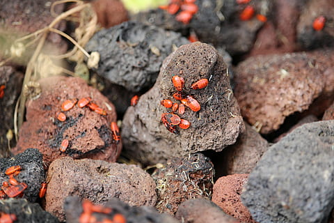 brand bug, insekt, sten-, natur, bille, solid, klippe, ingen mennesker, rock-objekt, tæt på, dag, høj vinkel visning, selektiv fokusering, rød, udendørs, orange farve, jord, sten - objekt, tekstureret, brænding, varme - temperatur, ild, flamme, Mark, 5K, CC0, offentligt domæne, royaltyfrie