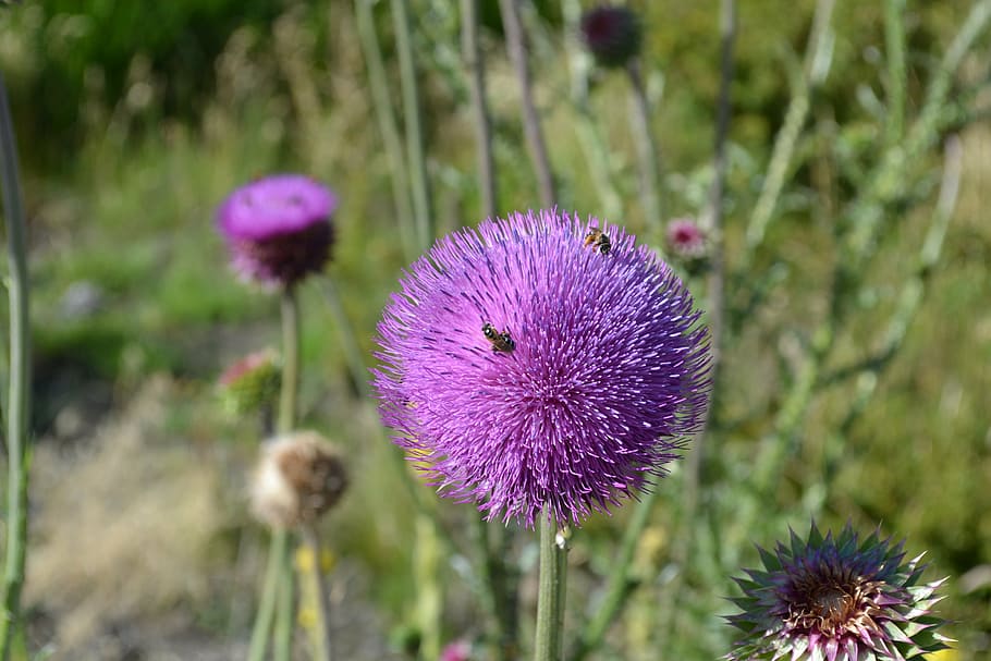 Distel, Insekt, Blume, blühende Pflanze, Pflanze, Frische, lila, Zerbrechlichkeit, Wachstum, Blütenstand, Blütenkopf, Verletzlichkeit, Schönheit in der Natur, Nahansicht, Natur, Fokus auf den Vordergrund, Tag, Land, Wildblume, Feld, Blütenblatt, keine Leute, draußen, Frühling, Blumenbeet, 4K