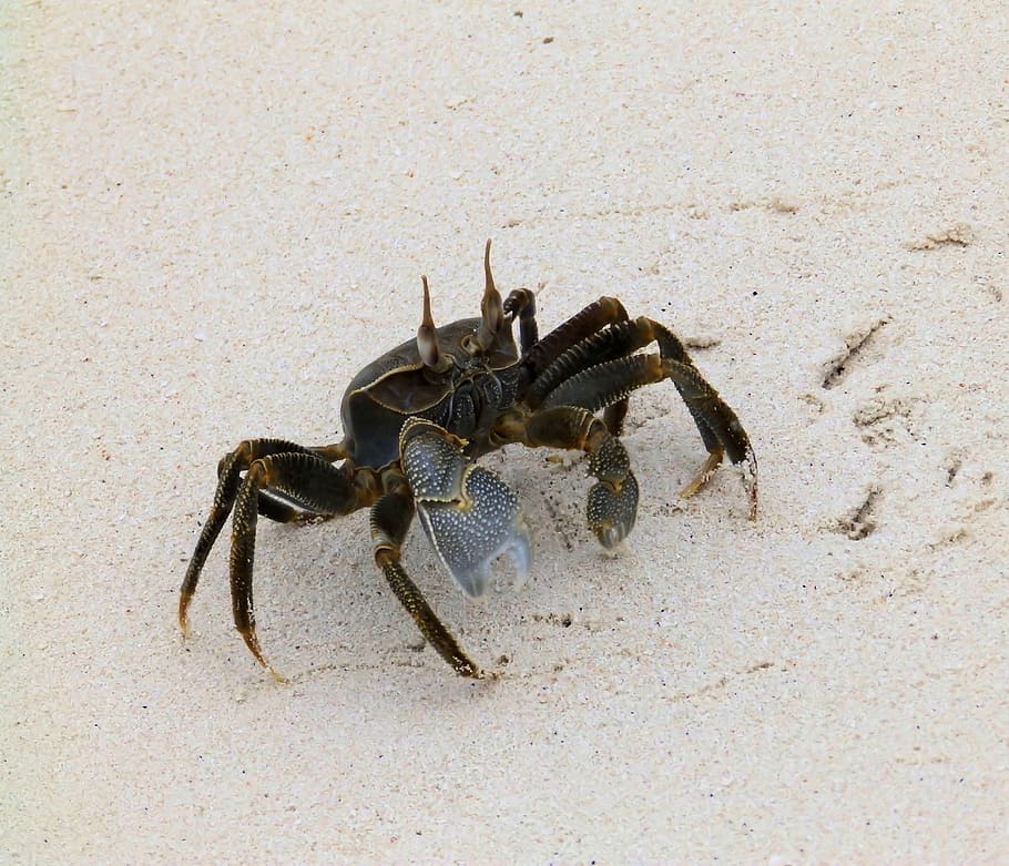 sort, krabbe, havsand, strand, skaldyr, dyre temaer, dyreliv, dyr, dyr i naturen, sand, et dyr, ingen mennesker, hav, jord, leddyr, natur, tæt på, dag, marine, arachnid, zoologi, hav liv, udendørs, 2K