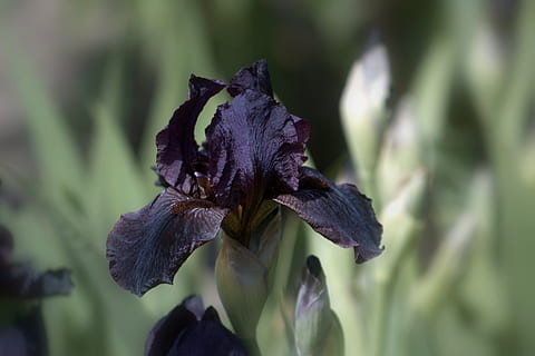 blomst, flor, iris, plante, sårbarhed, blomstrende plante, skrøbelighed, tæt på, skønhed i naturen, vækst, fokus på forgrunden, natur, ingen mennesker, blomsterhoved, friskhed, kronblad, blomsterstand, dag, lilla, udendørs, selektiv fokusering, plante del, iris - plante, visnet plante, 5K, CC0, offentligt domæne, royaltyfrie