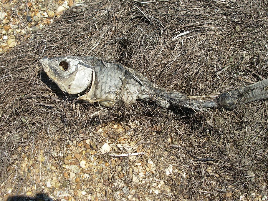 peix, mort, esquelet, un animal, temes d'animals, animals a la natura, fauna animal, cap gent, la vida marina, animal, terra, vertebrats, naturalesa, dia, camp, vista d’angle alt, primer pla, a l'aire lliure, ocell, llum solar, shell, planta, 2K