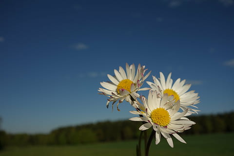 margen rides, blomst, mage rites, forår, smykker liljer, blomster, lilla blomst, gul blomst, smuk blomst, daisy, tæt, detaljer, lyserød, pink daisy, himmel, baggrund, makro, m, blomstre, flor, blomstrende plante, friskhed, plante, skrøbelighed, sårbarhed, skønhed i naturen, vækst, natur, gul, blomsterhoved, kronblad, Mark, tæt på, blomsterstand, jord, hvid farve, landskab, ingen mennesker, pollen, udendørs, 5K, CC0, offentligt domæne, royaltyfrie