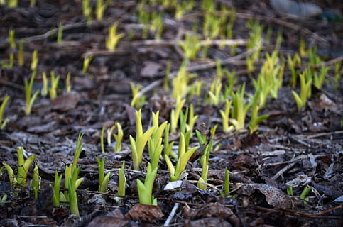 spring, plants, growth, background, forest, green, springtime, buds, shoots, beginnings, plant, nature, land, one animal, no people, field, day, dirt, selective focus, animal themes, animal, plant part, leaf, focus on foreground, mammal, outdoors, animal wildlife, beauty in nature, mud, 1080P, CC0, public domain, royalty free