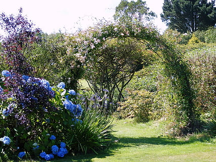 hydrangea, mawar, rumput, sinar matahari, lengkungan, tanaman hijau, vegetasi, bunga, alam, pohon, menanam, warna hijau, di luar rumah, gambar berwarna, musim semi, bunga-bunga, taman formal, tidak ada orang, musim panas, pertumbuhan, tanaman berbunga, keindahan di alam, hari, ketenangan, kesegaran, taman, langit, taman - ruang buatan manusia, kerapuhan, mekar, 720P, CC0, domain publik, bebas royalti