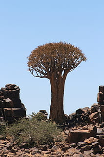 arbre, namibia, paisatge, cel, planta, naturalesa, cel clar, dia, cap gent, terra, tranquil·litat, camp, sòlid, escenics - natura, bellesa a la natura, rock, llum solar, còpia espai, rock - object, medi ambient, escena tranquil·la, escena no urbana, a l'aire lliure, clima àrid, clima, 4K, CC0, domini públic, lliure de regalies