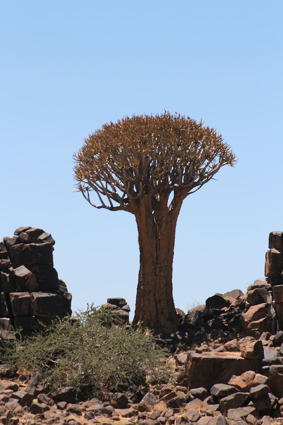 arbre, namibia, paisatge, cel, planta, naturalesa, cel clar, dia, cap gent, terra, tranquil·litat, camp, sòlid, escenics - natura, bellesa a la natura, rock, llum solar, còpia espai, rock - object, medi ambient, escena tranquil·la, escena no urbana, a l'aire lliure, clima àrid, clima, 4K