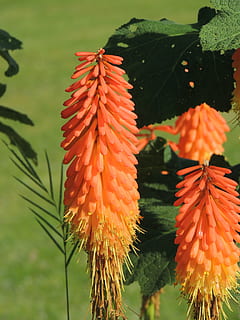 Blume, Tritom, Garten, Frühling, Blütenblätter, Natur, Gradient, blühend, Orange, Gelb, Pflanze, Schönheit in der Natur, Wachstum, Nahansicht, Fokus auf den Vordergrund, Frische, orange Farbe, Tag, Zerbrechlichkeit, keine Leute, Verletzlichkeit, Blatt, blühende Pflanze, Pflanzenteil, rot, Blütenblatt, draußen, Blütenkopf, 2K, CC0, gemeinfrei, lizenzfrei