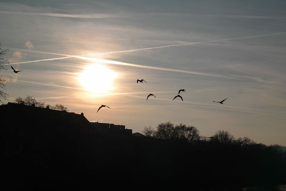 posta de sol, aus, volar, contrail, sol, cel, ocells, volar, núvols, daurat, espurna, abendstimmung, volant, temes d'animals, ocell, animals a la natura, fauna animal, animal, vertebrats, silueta, grup d’animals, a l'aire, bellesa a la natura, planta, naturalesa, arbre, cap gent, núvol - cel, ales separades, ramat d’ocells, 5K