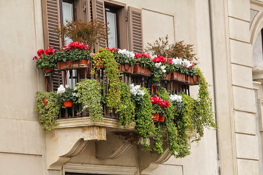 rød, hvid, blomster, balkon, vindues boks, blomst, vindue, arkitektur, Europa, hus, bygning udvendig, facade, plante, blomstrende plante, bygget struktur, bygning, vækst, natur, potteplante, boligområde, dag, ingen mennesker, lav vinkel visning, udendørs, skønhed i naturen, blomsterkrukke, blomster arrangement, 1080P