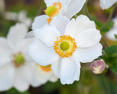 flor, blanc, botó, groc, macro, planta amb flors, fragilitat, vulnerabilitat, frescor, bellesa a la natura, planta, pètal, creixement, Color blanc, inflorescència, primer pla, cap de flor, pol·len, centrar-se en primer pla, naturalesa, dia, cap gent, primavera, a l'aire lliure, puresa, 4K, CC0, domini públic, lliure de regalies