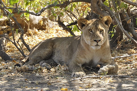 lev, botswana, chobe, zvířata ve volné přírodě, zvířat, lev - kočičí, jednoho zvířete, lvice, savec, zvíře, obratlovců, Kočkovitý, relaxace, Příroda, nikdo, kočka, slunečního světla, strom, den, přistát, odpočívá, venku, 4K, CC0, veřejná doména, bez autorských práv