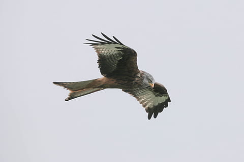 hitam, putih, burung, siang hari, terbang elang Amerika, layang-layang merah, borth, wales, burung rajawali, sayap, bulu, hewan, penerbangan, alam, margasatwa, burung pemangsa, sayap binatang, binatang di alam liar, karnivor, elang - burung, kebebasan, berburu binatang, paruh, satu binatang, tema binatang, merentangkan sayap, satwa liar hewan, bertulang belakang, tampilan sudut rendah, langit, langit cerah, gerakan, di udara, tidak ada orang, menyalin ruang, hari, di luar rumah, 4K, CC0, domain publik, bebas royalti