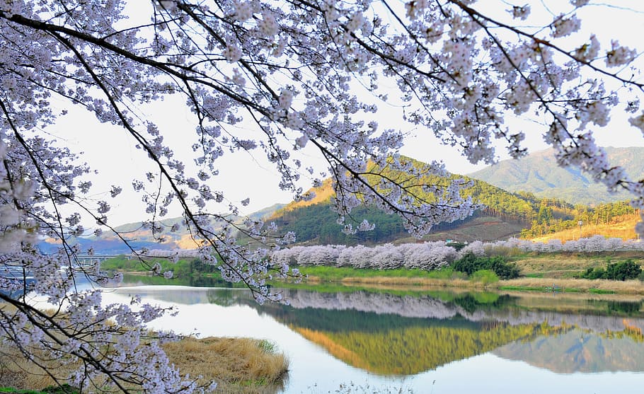 seomjin, primavera, flor de cirerer, aigua, arbre, planta, llac, bellesa a la natura, tranquil·litat, reflexió, escenics - natura, escena tranquil·la, naturalesa, creixement, branca, escena no urbana, muntanya, idíl·lic, dia, cap gent, tardor, terra, a l'aire lliure, canvi, 4K