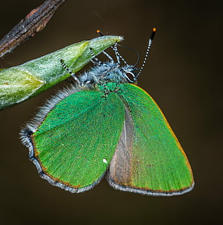insecte, macro, lepidòpters, temes d'animals, invertebrat, un animal, animal, primer pla, fauna animal, color verd, animals a la natura, cap gent, ala dels animals, naturalesa, papallona - insecte, planta, part de la planta, bellesa a la natura, full, part del cos dels animals, zoologia, antena animal, a l'aire lliure, papallona, 5K, CC0, domini públic, lliure de regalies
