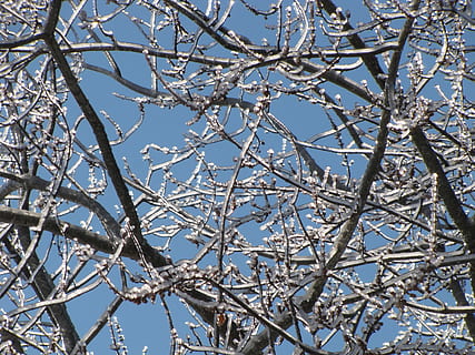 rama, árbol, hielo, naturaleza, azul, cielo, primavera, vista de ángulo bajo, planta, árbol desnudo, nadie, día, temperatura fría, belleza en la naturaleza, invierno, cielo limpio, al aire libre, tranquilidad, nieve, luz del sol, fotograma completo, el color blanco, complejidad, 2K, CC0, dominio público, libre de derechos