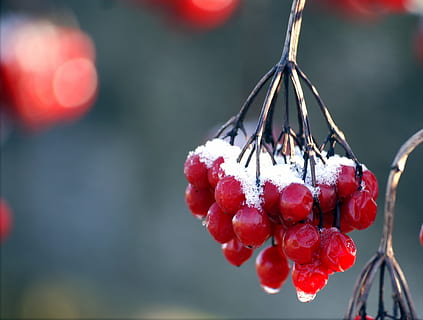 difuminar, ramas, manojo, frío, color, escarcha, congelado, frutas, macro, al aire libre, rojo, nieve, gotas de agua, Fruta, comida, frescura, maduro, fruta de baya, de cerca, naturaleza, verano, postre, centrarse en primer plano, alimentación saludable, comida y bebida, invierno, planta, colgando, día, nadie, crecimiento, temperatura fría, belleza en la naturaleza, grosella, 2K
