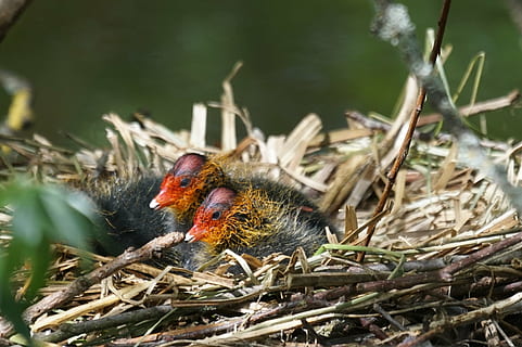 folaga, pollo, selvaggio, temi animali, animale, fauna selvatica, animali allo stato selvatico, uccello, un animale, vertebrato, natura, giorno, nessuno, pianta, avvicinamento, nido d'animali, appollaiati, messa a fuoco selettiva, concentrarsi sulle conoscenze acquisite, ramo, albero, giovane uccello, all'aperto, 2K, CC0, dominio pubblico, privo di copyright