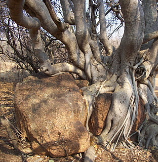 træ, bark, Busk, grene, torn, natur, afdeling, plante, forår, sommer, sæson, naturlig, botanik, frisk, hvid, blade, klippe, basen, gammel, træstamme, bagagerum, rødder, træ med rødder, trærødder, miljø, parkere, dag, ingen mennesker, vækst, udendørs, jord, plante del, skønhed i naturen, sollys, ro, lav vinkel visning, rod, bare træ, ikke-urbane scene, 1080P, CC0, offentligt domæne, royaltyfrie