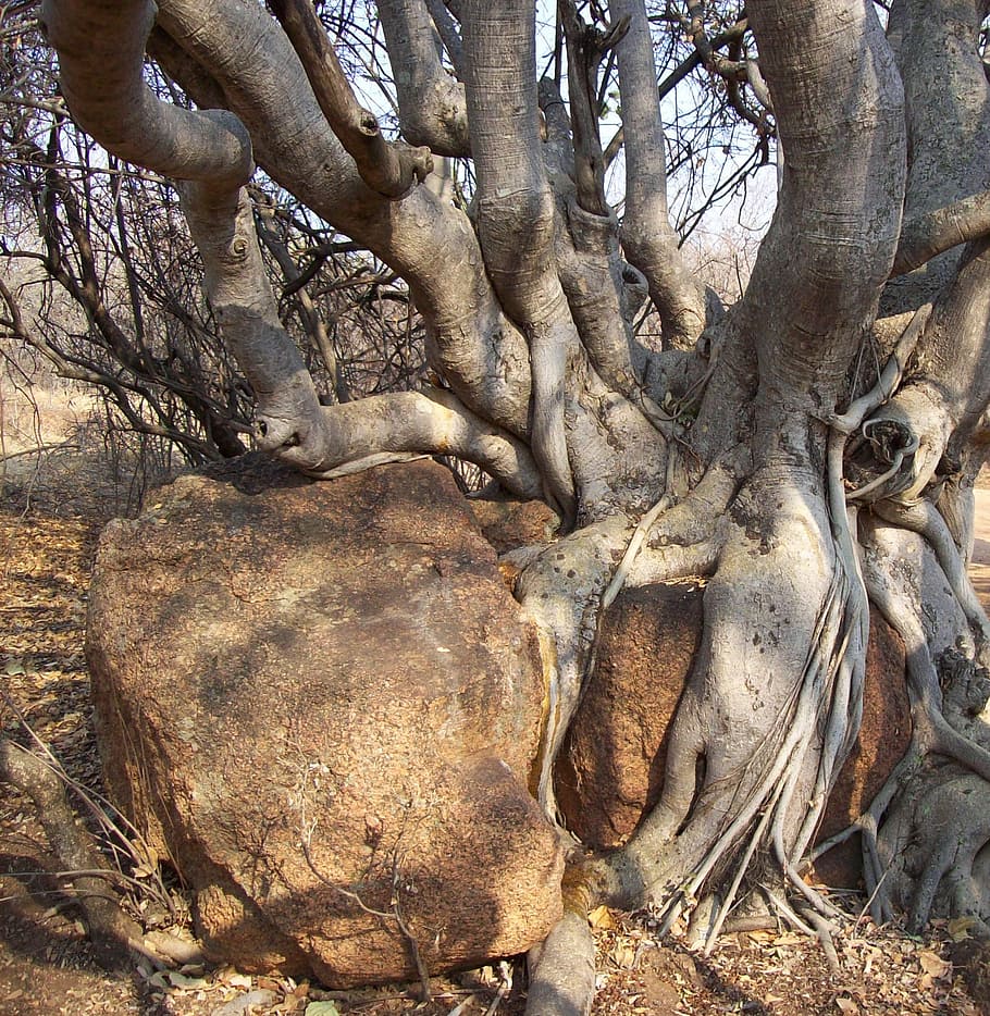 arbre, escorça, arbust, branques, espina, naturalesa, branca, planta, primavera, estiu, temporada, natural, botànica, fresc, blanc, fulles, rock, base, vell, tronc de l'arbre, tronc, arrels, arbre amb arrels, arrels d’arbres, medi ambient, fusta, parc, dia, cap gent, creixement, a l'aire lliure, terra, part de la planta, bellesa a la natura, llum solar, tranquil·litat, vista d’angle baix, arrel, arbre nu, escena no urbana, 1080P