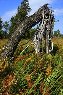 cielo blu, nuvole, bianco, estate, cielo, blu, bianca, estate, paesaggio, natura, albero spezzato, campo, erba, Siberia, albero, all'aperto, foresta, nessuno, pianta, giorno, terra, crescita, la tranquillità, colore verde, bellezza nella natura, scena tranquilla, ambiente, scena non urbana, scenics - natura, tronco d'albero, pianta morta, abbaiare, 4K, CC0, dominio pubblico, privo di copyright