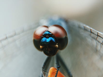 fotografia macro, libèl·lula, casa, volar, insecte, error, ull, ala, primer pla, temes d'animals, invertebrat, un animal, fauna animal, animal, animals a la natura, part del cos humà, enfocament selectiu, centrar-se en primer pla, part del cos, dia, mà humana, ala dels animals, a l'aire lliure, naturalesa, ull d’animals, 2K, CC0, domini públic, lliure de regalies