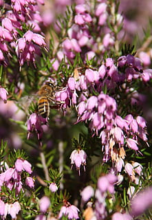 svæveflyve, blomster, flyve, insekt, natur, hover, makro, vinge, have, vild, Hoverfly, lille, flora, hover-fly, pollen, farverig, vinter, uk, blomst, vækst, blomstrende plante, skønhed i naturen, friskhed, plante, skrøbelighed, lyserød farve, sårbarhed, tæt på, selektiv fokusering, kronblad, dyr, dyr i naturen, dyre temaer, hvirvelløse, dag, dyreliv, ingen mennesker, blomsterhoved, udendørs, lilla, bestøvning, 2K, CC0, offentligt domæne, royaltyfrie