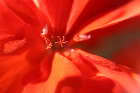 Flower, Geranium, Macro, red, macro photography, stamens, bright, petals, nature, close-up, petal, flowers, plant, single Flower, beauty In Nature, flower Head, color Image, no People, full frame, growth, backgrounds, flowering plant, vulnerability, fragility, freshness, inflorescence, pollen, extreme close-up, outdoors, 5K, CC0, public domain, royalty free