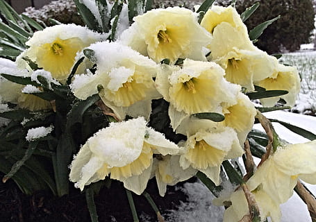 påskeliljer, snø, tidlig vår, vår, vinter, hagearbeid, vinterhage, natur, Narcissus, nærbilde, ingen folk, anlegg, vekst, skjønnhet i naturen, gul, dag, friskhet, blomstrende plante, hvit farge, blomst, kaldtemperatur, sårbarhet, blad, frossen, skjørhet, blomsterhodet, 1080P, CC0, offentlig domene, opphavsrett gratis