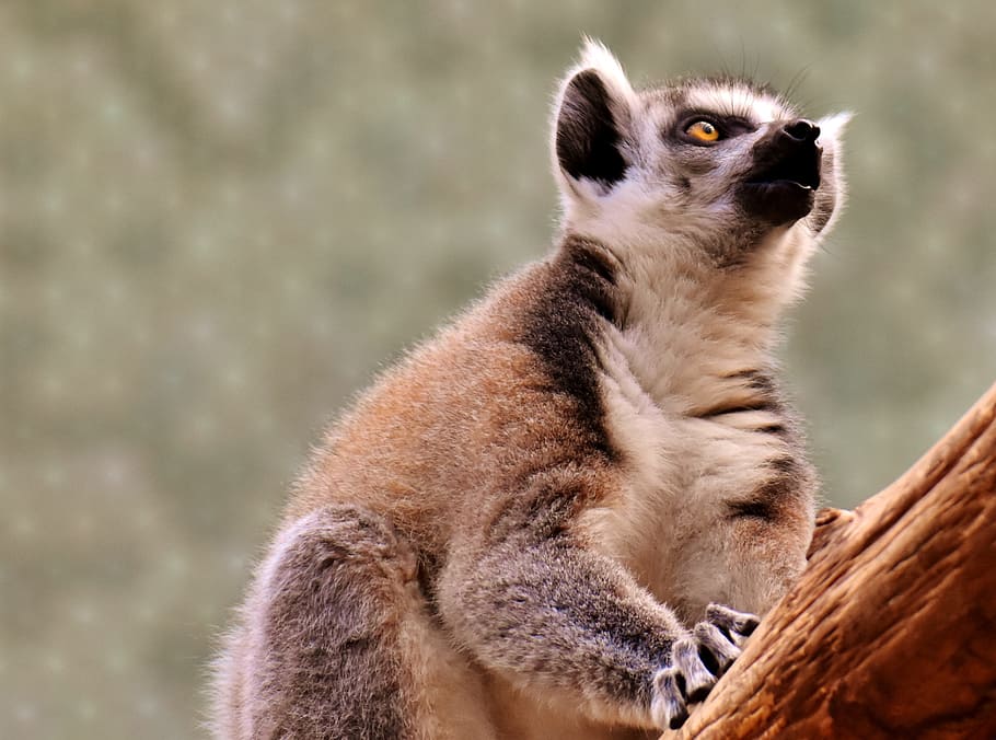 mico, lemur, bonic, menjar, zoo, mico, lemur, äffchen, dolç, animal, món animal, tierpark hellabrunn, munich, un animal, fauna animal, animals a la natura, dia, temes d'animals, mamífer, cap gent, meerkat, centrar-se en primer pla, naturalesa, vertebrats, a l'aire lliure, primer pla, mirant, mirant cap a fora, supervivència, de peu, 2K