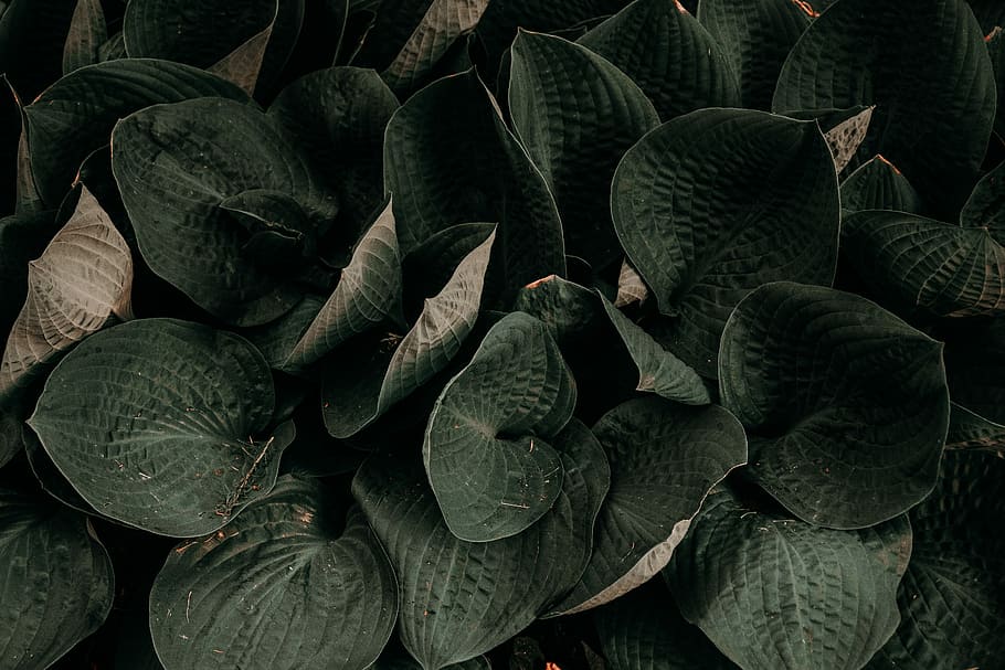 planta de hoja verde, hojas verdes, hoja, color verde, parte de la planta, nadie, frescura, comida y bebida, alimentación saludable, bienestar, naturaleza muerta, comida, naturaleza, abundancia, de cerca, día, crecimiento, planta, vegetal, fotograma completo, repollo, vista de alto ángulo, hojas, 5K