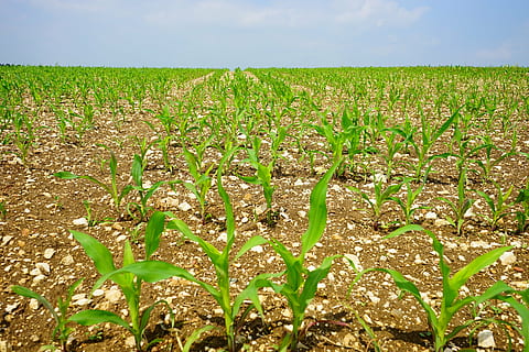Kornfeld, Mais, Feld, Acker-, junge Pflanzen, frisch, Landwirtschaft, Pflanzen, Lebensmittel, Futtermais, Maispflanze, Pflanze, jung, Anbau, Agrarwirtschaft, Natur, wachsen, ländliche Szene, Bauernhof, Wachstum, Land, grüne Farbe, draußen, Sommer-, Himmel, Ernte, Blatt, Landschaft, Umgebung, Getreidepflanze, Mais - Ernte, Tag, Ruhe, keine Leute, Plantage, 5K, CC0, gemeinfrei, lizenzfrei