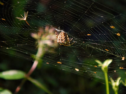 hämähäkki, verkko, crusader, makro, puutarha, hämähäkinverkko, hauraus, arachnid, eläin, eläinten teemoja, lähikuva, niveljalkaisten, selkärangaton, alttius, eläimiä, yksi eläin, hyönteinen, eläinten villieläimet, keskittyä etualalle, ei ihmisiä, luonto, kauneus luonnossa, eloonjääminen, valikoiva tarkennus, ulkona, monimutkaisuus, eläimen jalka, 4K, CC0, public domain, rojaltivapaa