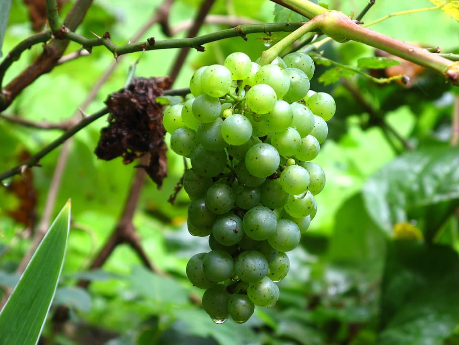 wino, winogrono, winogrona, uprawa winorośli, Zielony, zielone winogrona, owoc, roślina, kapać, wzrost, jedzenie i picie, zdrowe odżywianie, jedzenie, zielony kolor, winnica, skupić się na pierwszym planie, rolnictwo, drzewo, Natura, świeżość, zbliżenie, żadnych ludzi, wiązka, wiszące, piękno natury, na dworze, produkcja wina, plantacja, dojrzały, 2K