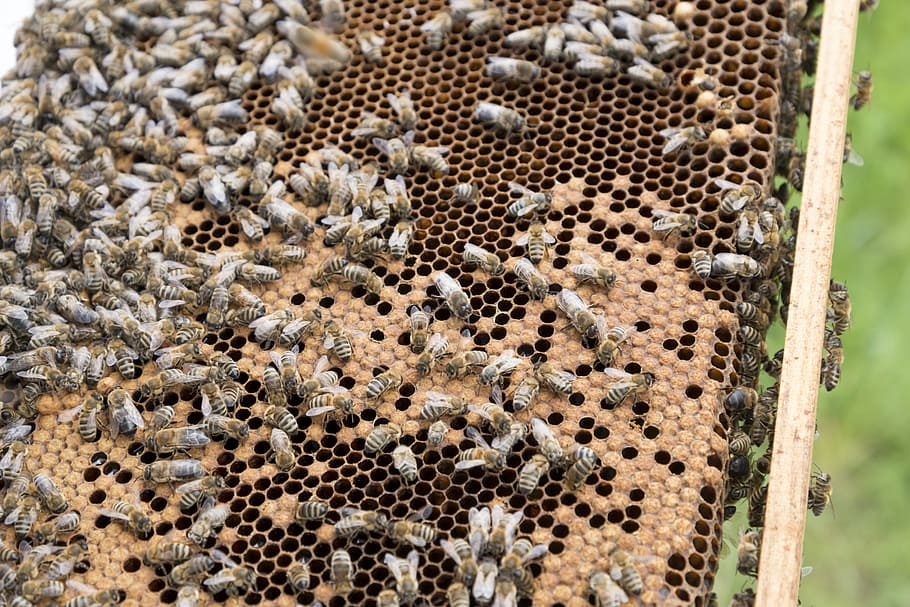 apicultor, abelles, rusc, cria d'abelles, apicultura, presa, ruscs d'abelles, abelles mel, Peixos de mel, producció de mel, temes d'animals, animals a la natura, animal, cap gent, fauna animal, grup d’animals, dia, gran grup d’animals, naturalesa, camp, primer pla, centrar-se en primer pla, terra, mamífer, patró, vista d’angle alt, bellesa a la natura, enfocament selectiu, gat gran, 2K