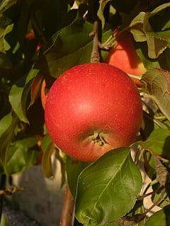 Bordeaux, Apfel, rot, Essen und Trinken, Lebensmittel, gesundes Essen, Obst, Frische, Blatt, Pflanzenteil, Pflanze, Nahansicht, Wohlbefinden, Wachstum, Natur, Apfel - Frucht, Obstbaum, Baum, keine Leute, Apfelbaum, reif, Tag, draußen, 1080P, CC0, gemeinfrei, lizenzfrei