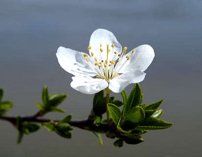flor, blanc, primavera, casey, primavera blanca, pètal, Color blanc, fragilitat, frescor, cap de flor, planta amb flors, planta, bellesa a la natura, vulnerabilitat, primer pla, naturalesa, creixement, inflorescència, part de la planta, full, cap gent, tir de l'estudi, fons de colors, suavitat, pol·len, innocència, puresa, 2K, CC0, domini públic, lliure de regalies